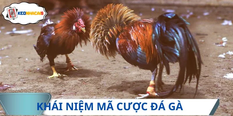Khái niệm chính xác của mã cược đá gà